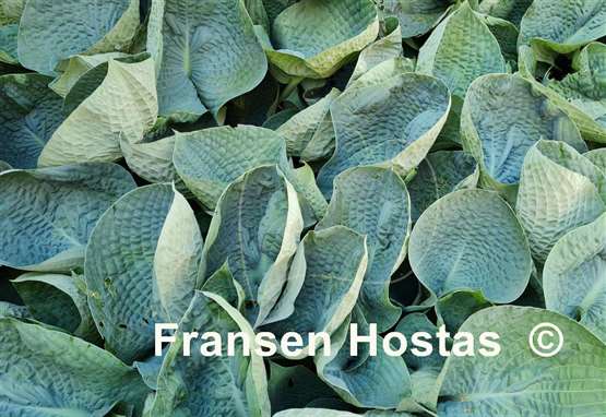 Hosta Abiqua Drinking Gourd